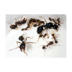 alt
Colonie de fourmis moissonneuses Messor à vendre avec un grand nombre d’ouvrières