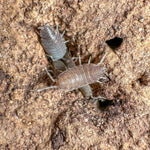 Isópode azul-pó 4