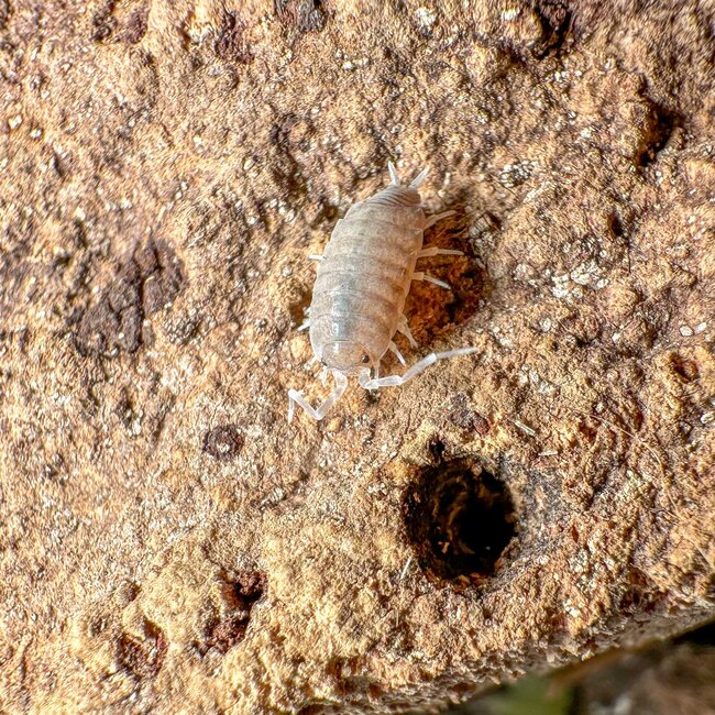 isópode powder blue 1