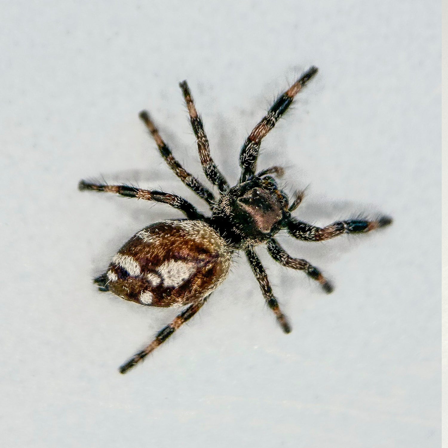 Springspin - Phidippus regius 'White Bahama'