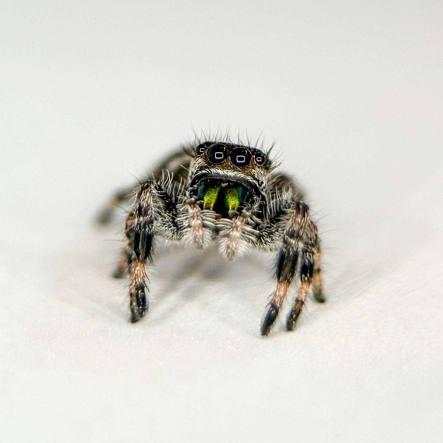 Springspin - Phidippus regius 'White Bahama'
