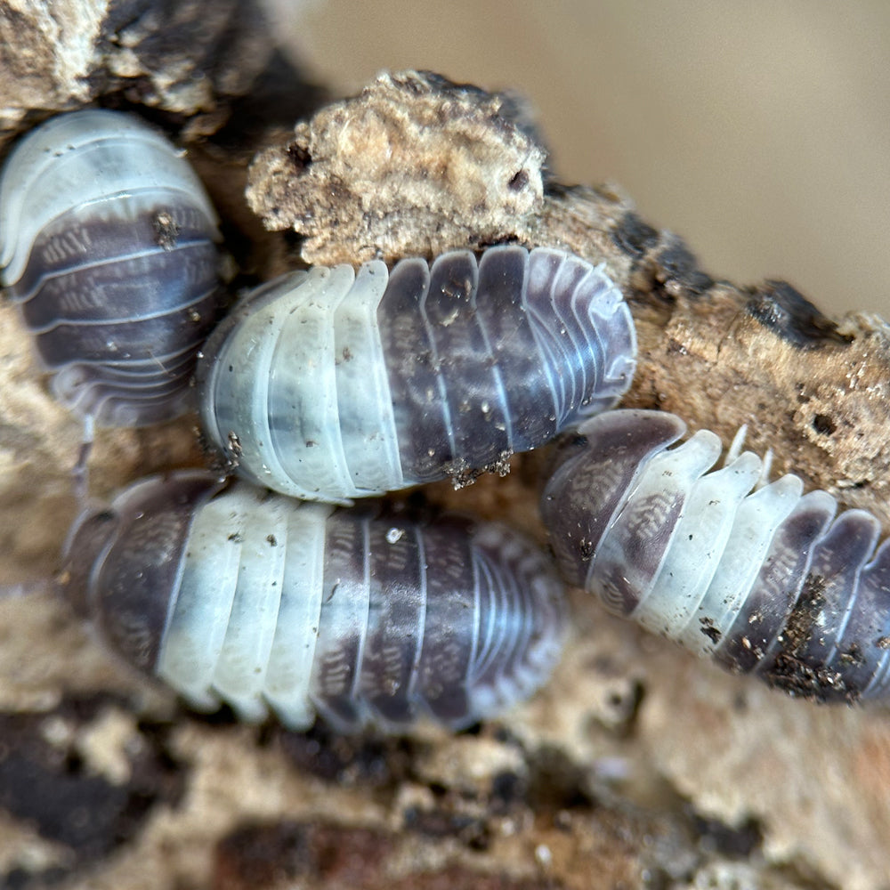 Isopod Cubaris spec. “Panda King”