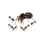 Colonie de fourmis moissonneuses Messor barbarus