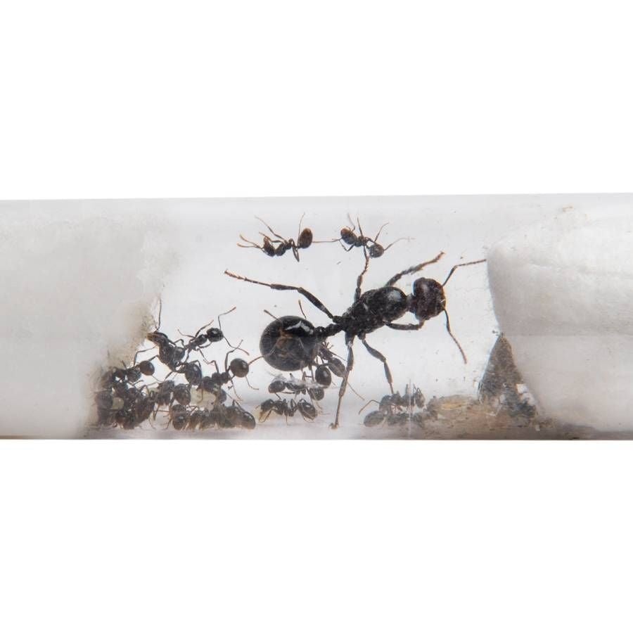 alt
Fourmis moissonneuses Messor dans un tube à essai