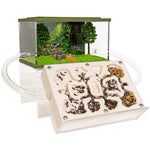Ant-Blox Gypsum Core Block (Set) including ants